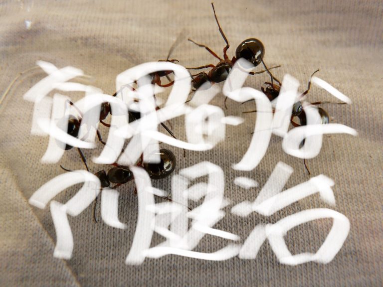 蟻の巣を今すぐ退治 駆除するには重曹やクエン酸 熱湯やアルコールが効果的 とおるの部屋